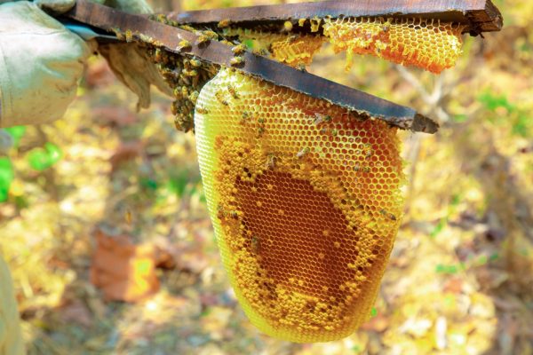 Tanzaniaanse honing vs. lokale honing