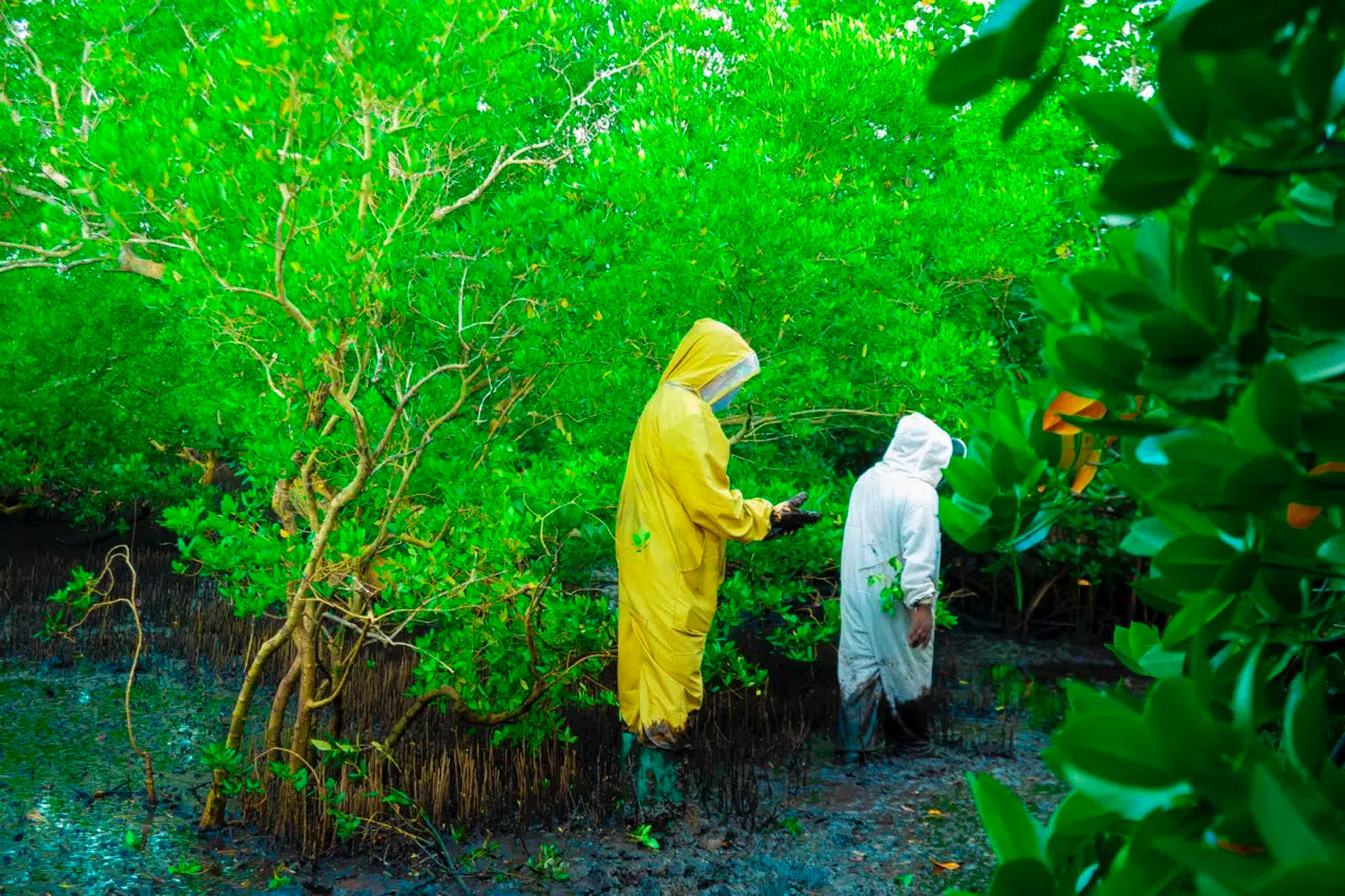 Waarom kristalliseert honing?