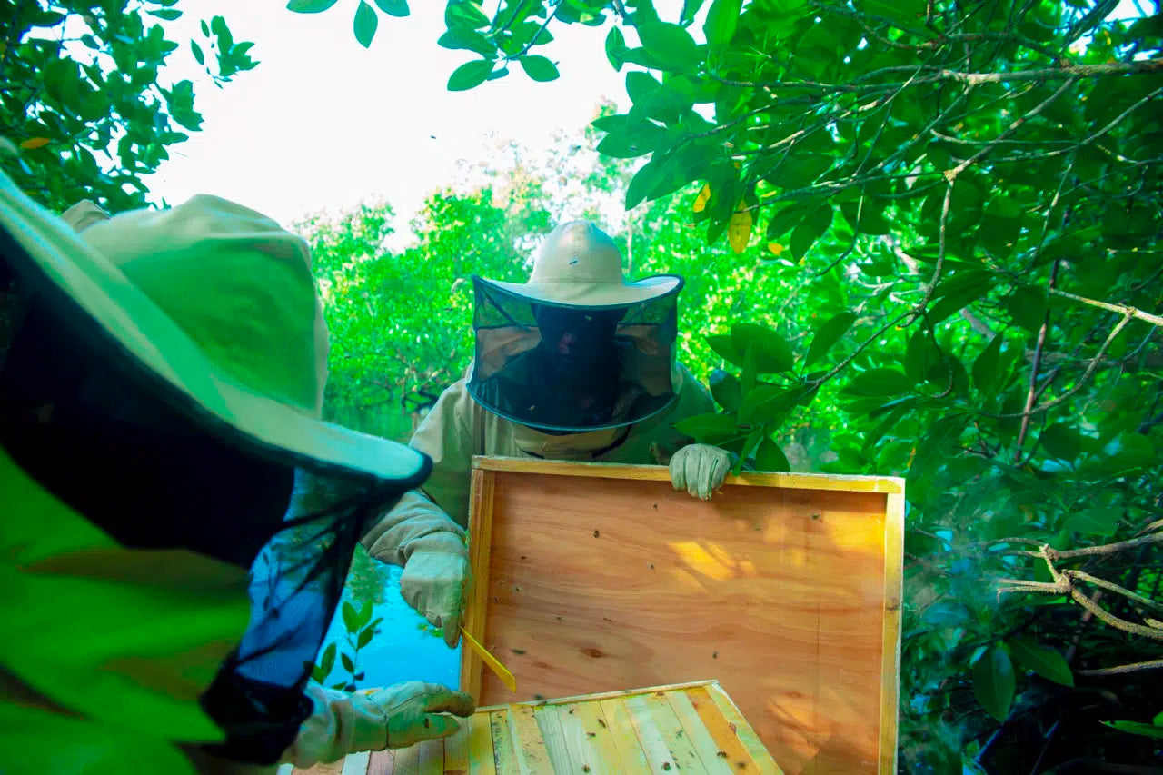 Honing oogsten in Tanzania vs. Europa