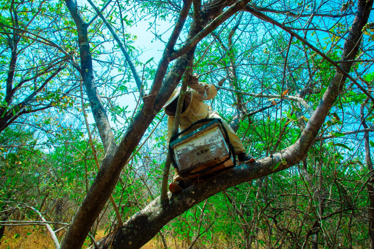 Hoe herken je echte pure honing?