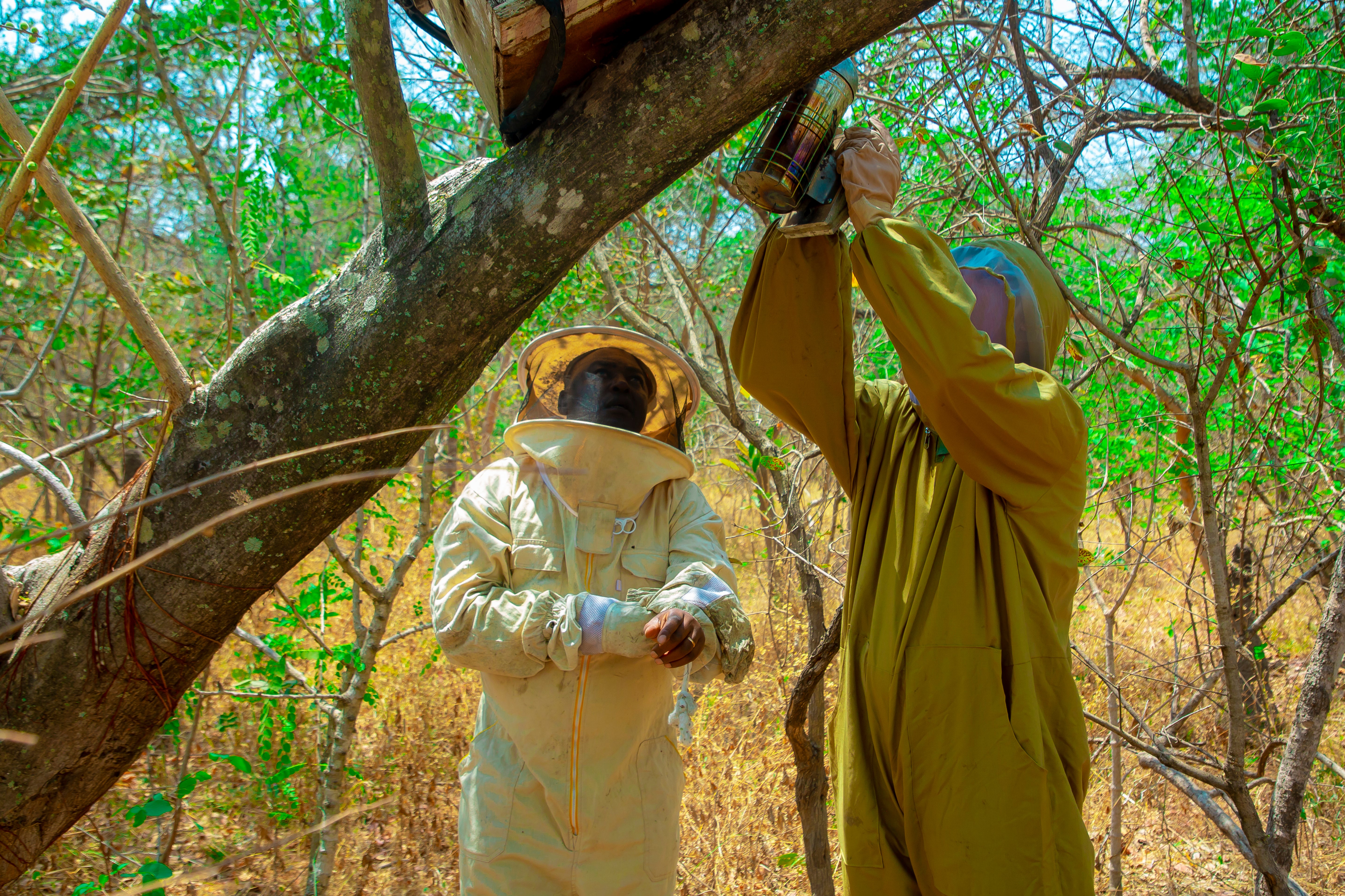 Lokale imkers in Tanzania waar De Honing Wereld mee samenwerkt